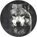 * “‪Gnk‬” * profile picture