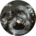 Ausra Santa profile picture